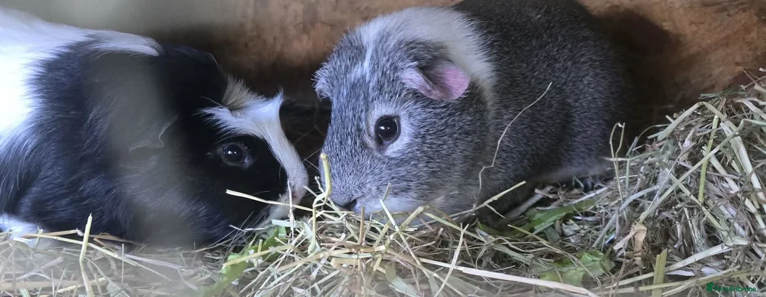 Guinea Pig rodents for sale: Rescue rehome 2 male guinea pigs age 2 - Advert 1