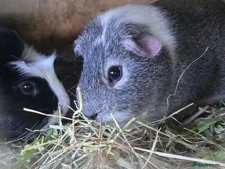 Guinea Pig rodents Rescue rehome 2 male guinea pigs age 2 - Advert 1