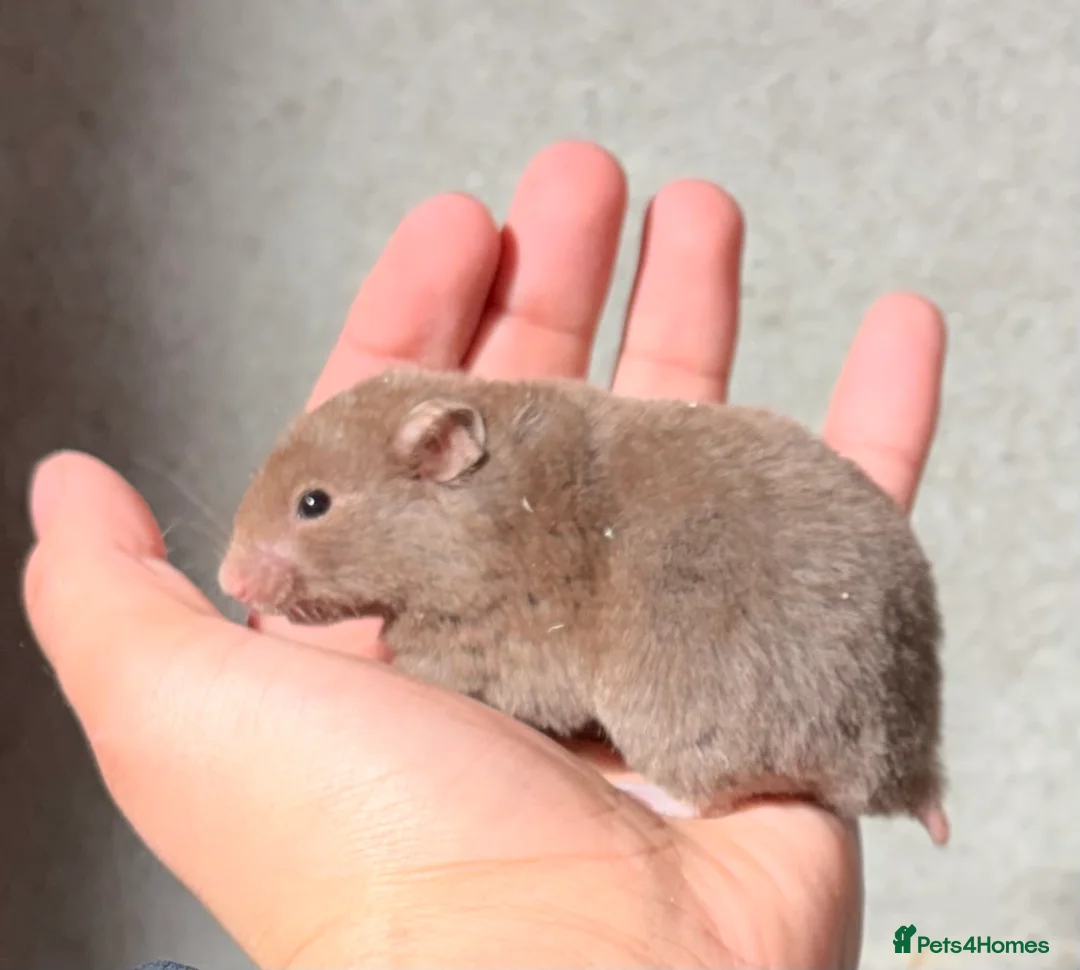 Hamster rodents for sale: BABY TAME PEDIGREE SYRIAN HAMSTERS  - Advert 1