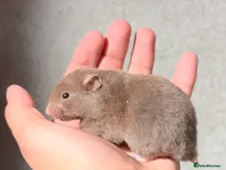 Hamster rodents BABY TAME PEDIGREE SYRIAN HAMSTERS - Advert 3