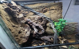 Gecko reptiles for sale: Crested Gecko Full Setup - Advert 4