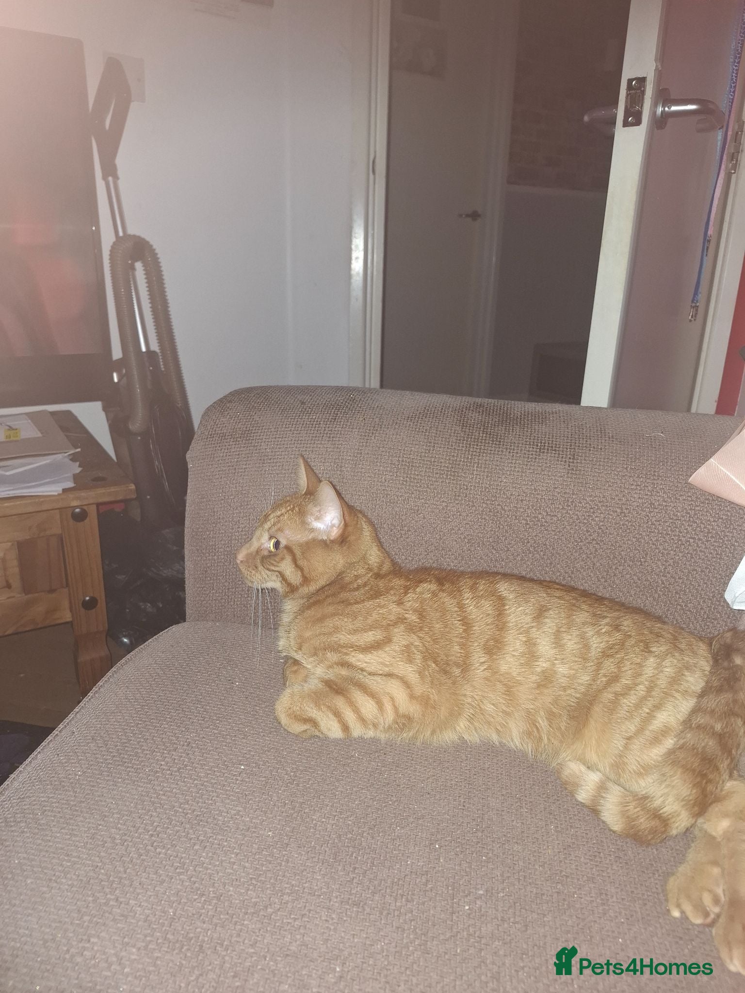 Domestic Shorthair cats For sale - Advert 5