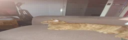 Domestic Shorthair cats for sale: For sale in Portsmouth - Advert 1
