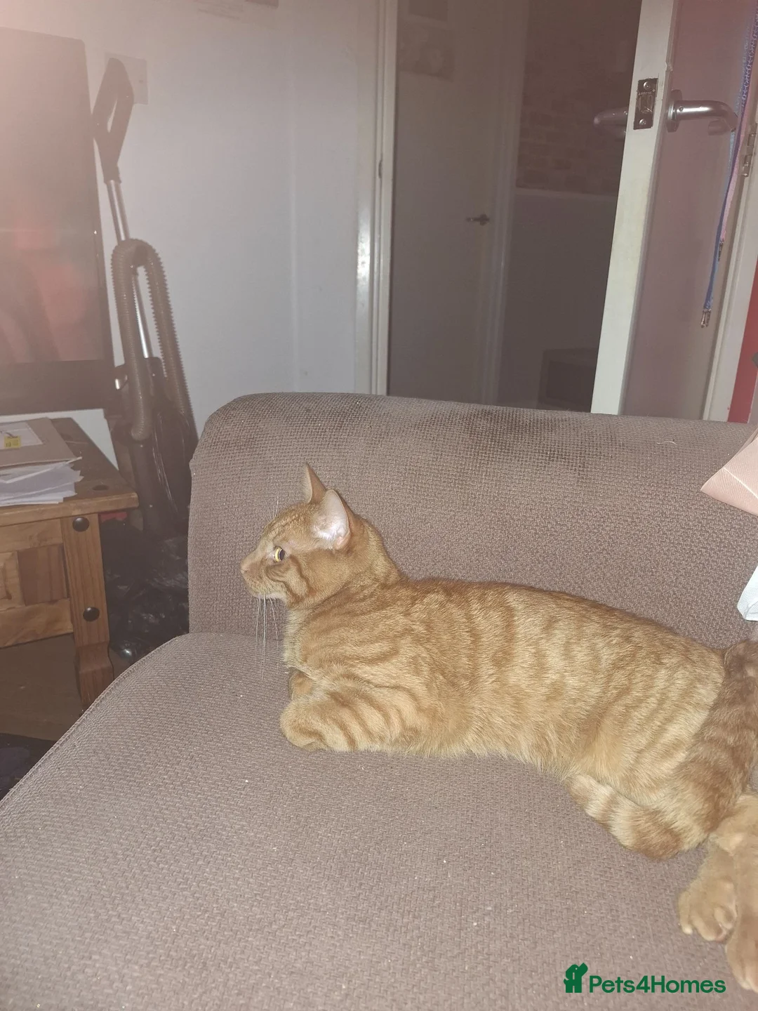 Domestic Shorthair cats for sale: For sale in Portsmouth - Advert 1