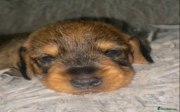 Miniature Dachshund dogs for sale: 5* Licenced-KC MINI wire-PRA & LAFORA clear - Image 9