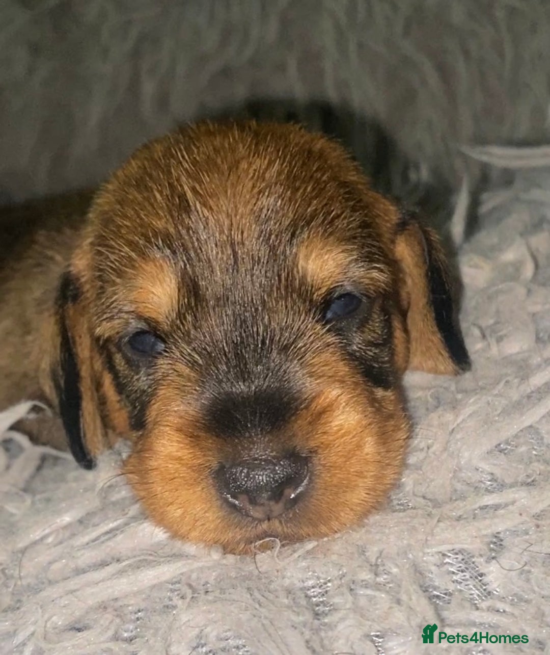 Miniature Dachshund dogs for sale: 5* Licenced-KC MINI wire-PRA & LAFORA clear - Image 9