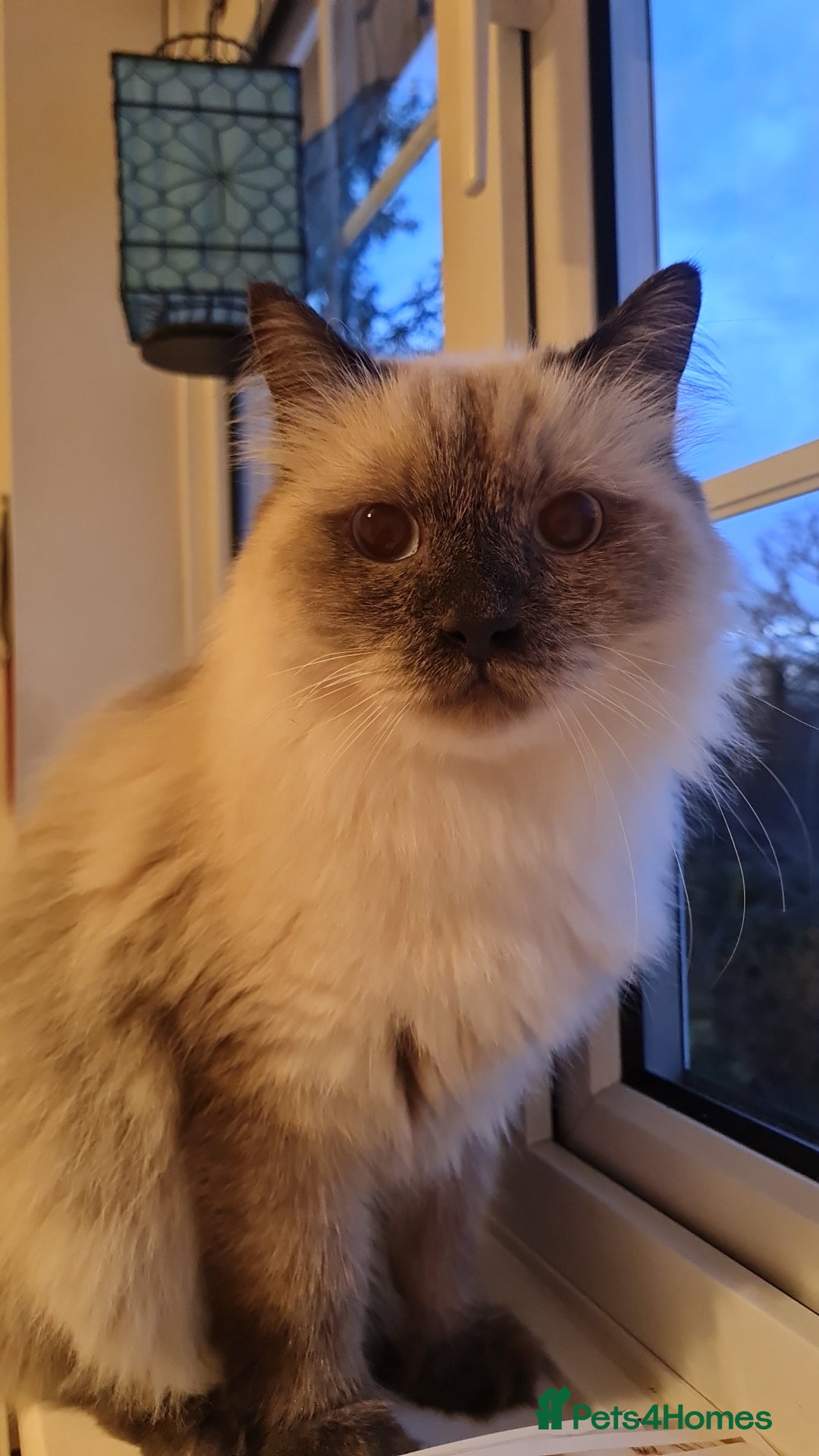 Mixed Breed cats for adoption: Ambrose is looking for love - Advert 7