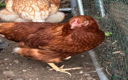 Chickens poultry for sale: 2 hybrid hens for sale £10 each  - Image 6
