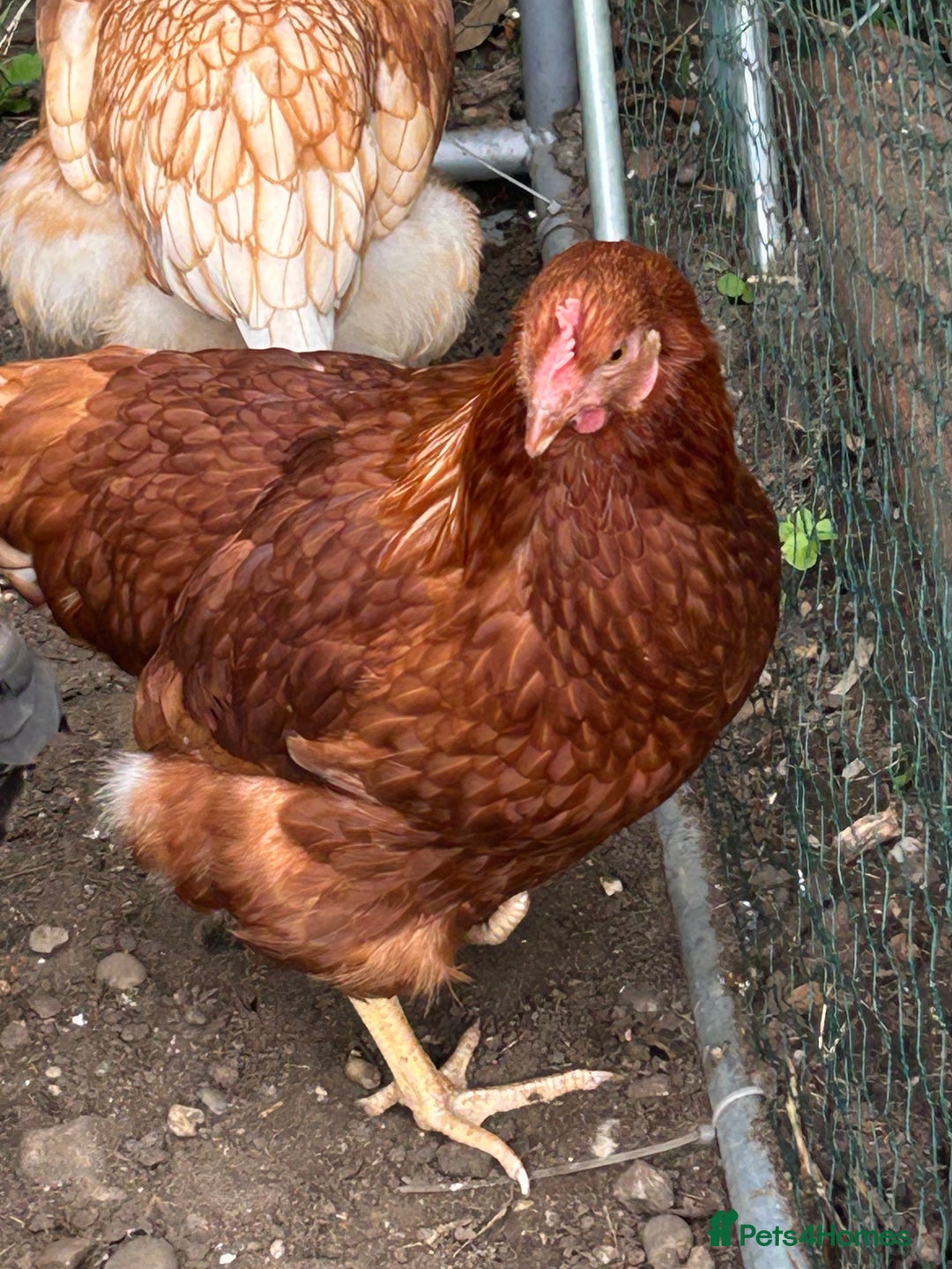 Chickens poultry for sale: 2 hybrid hens for sale £10 each  - Image 6
