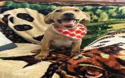 Labrador Retriever dogs for sale: Lovely Labrador puppies ready for new home 💕 - Image 6