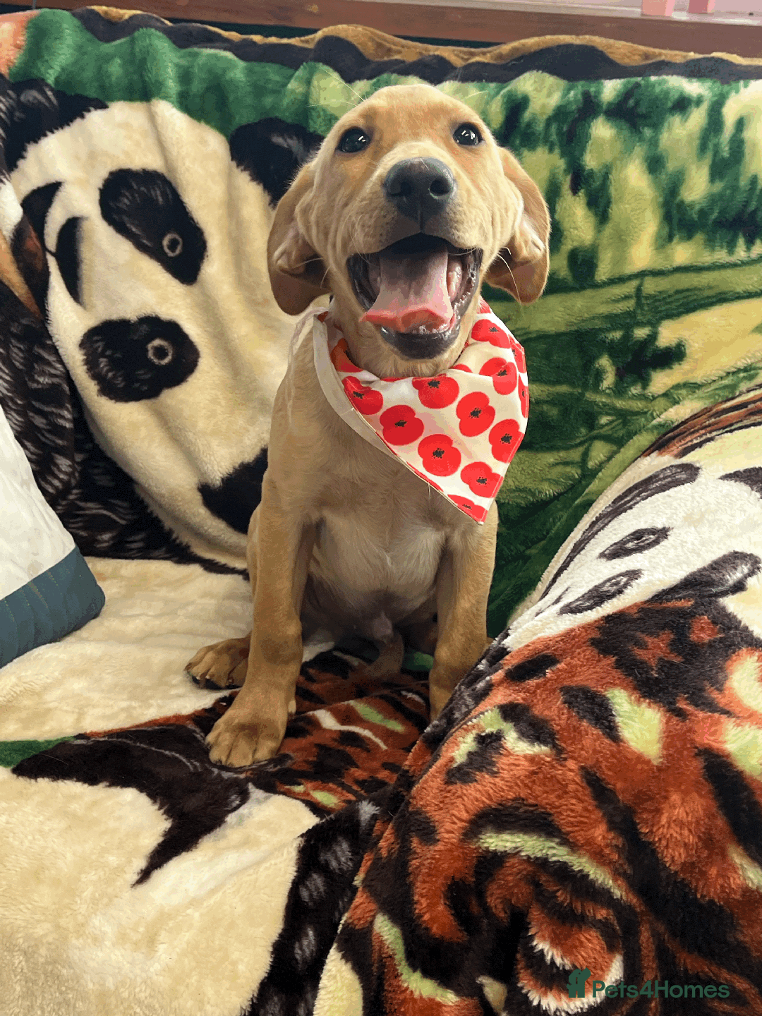 Labrador Retriever dogs for sale: Lovely Labrador puppies ready for new home 💕 - Image 6