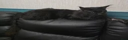 Maine Coon cats for sale: Stunning Black Smoke Boy - Advert 13