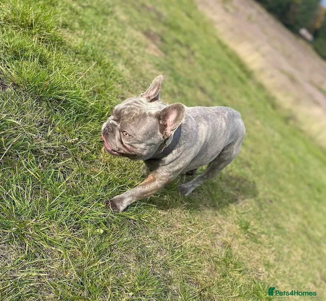 French Bulldog dogs for stud: French Bulldog Stud  - Advert 3