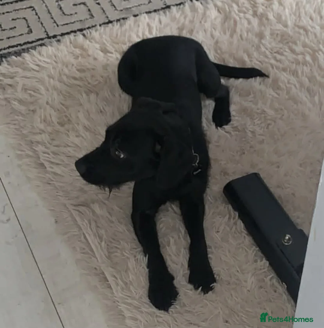 Mixed Breed dogs for sale: Patterdale x spaniel bitch in Durham - Advert 1