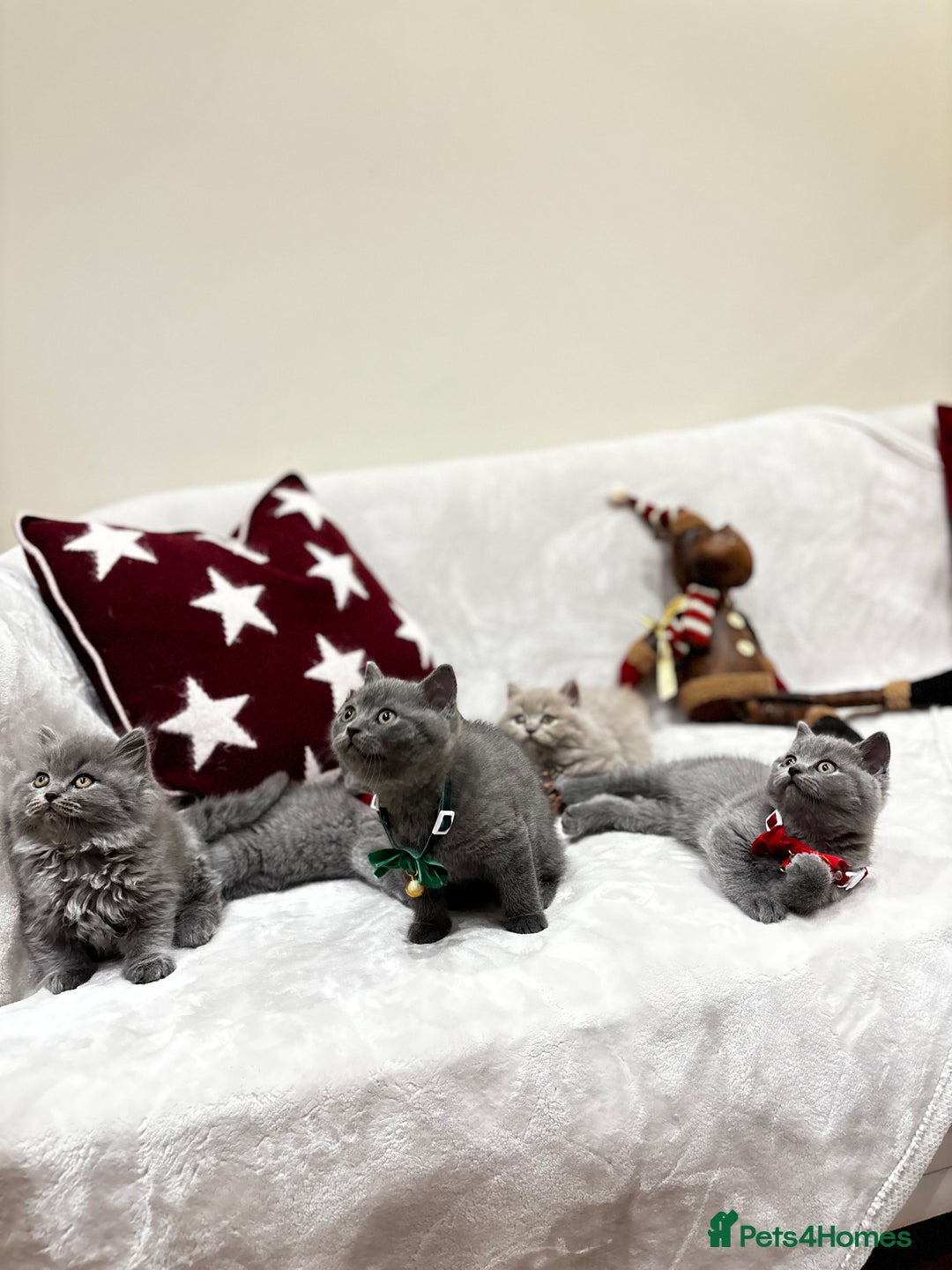 British Shorthair cats for sale: British Shorthair Kittens - Advert 12