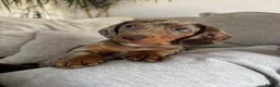 Miniature Dachshund dogs for sale: Beautiful miniature dachshund puppies - Advert 7