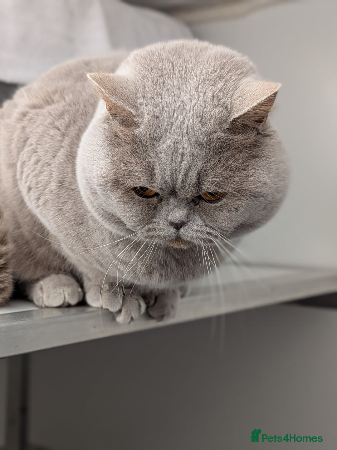 British Shorthair cats for stud: GCCF Champion Stud  in Derby - Advert 9