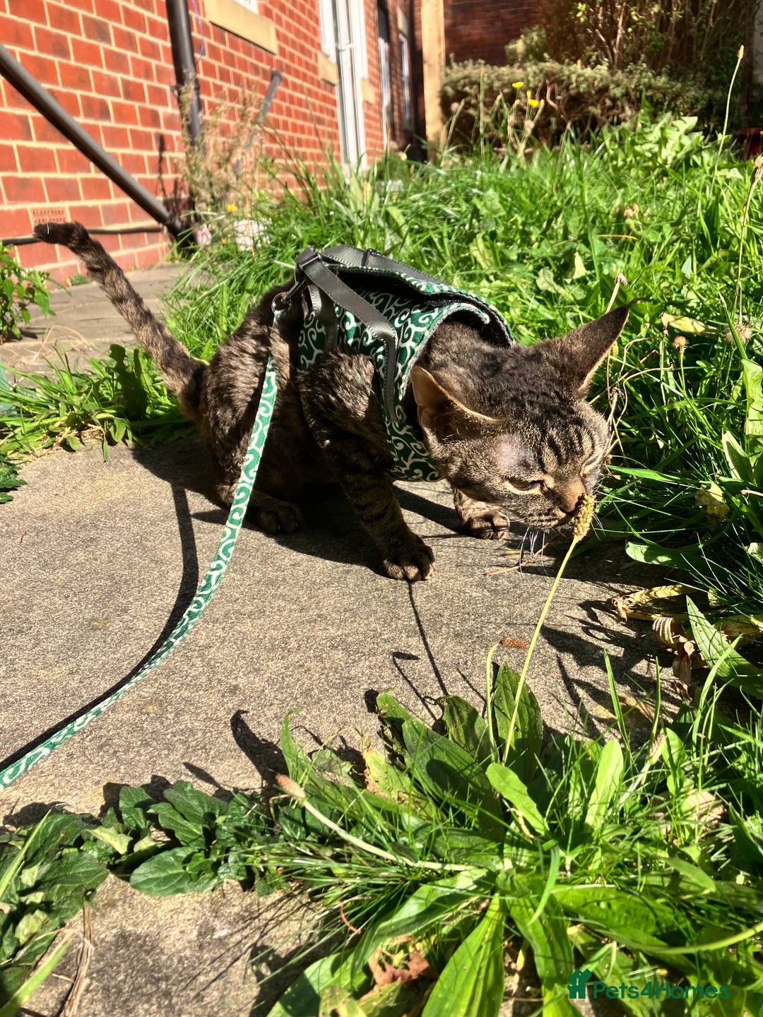 Devon Rex cats for sale: GCCF Registered Young Adult Females - Advert 2