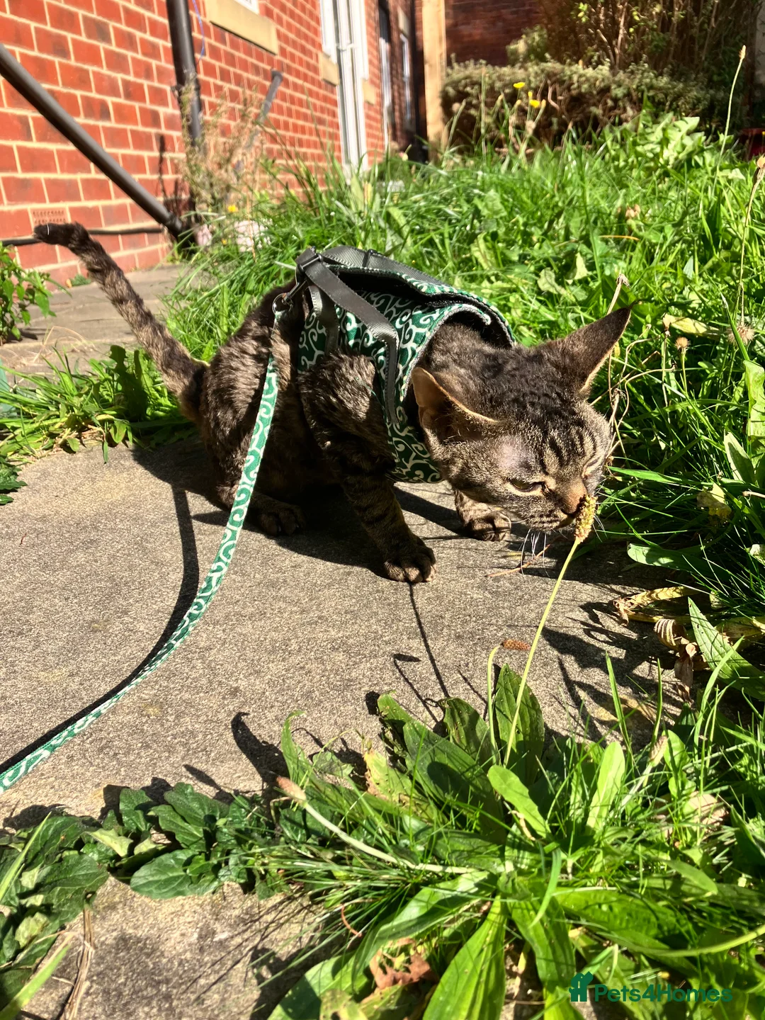 Devon Rex cats for sale: GCCF Registered Young Adult Females - Advert 3