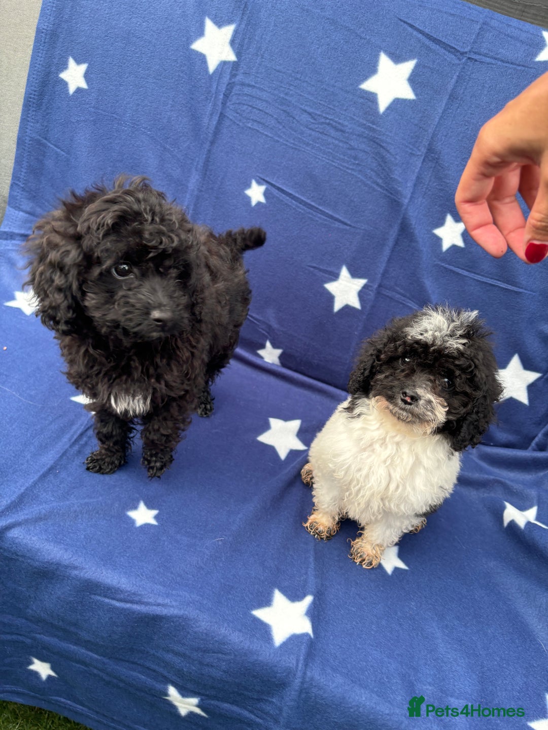 Cavapoo dogs for sale: 2 female cavapoo pups for sale 🩷 - Image 5