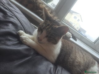Mixed Breed cats for sale: 2 beautiful males - Advert 1
