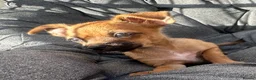 Mixed Breed dogs for sale: Border terrier x Jack Russell boy pup  in Harlow - Advert 2