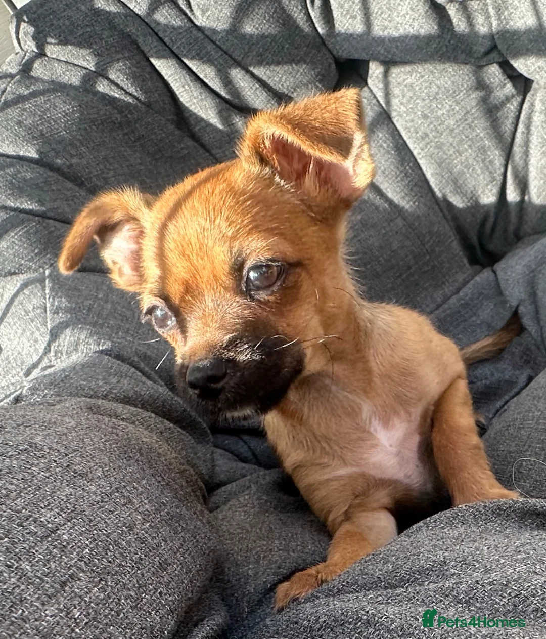 Mixed Breed dogs for sale: Border terrier x Jack Russell boy pup  in Harlow - Advert 2