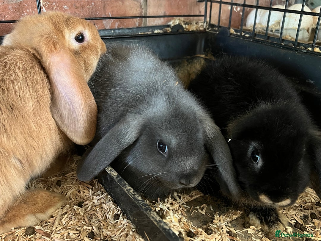 Mini Lop rabbits for sale: Two Mini Lop with Plush Baby Boys - Image 25
