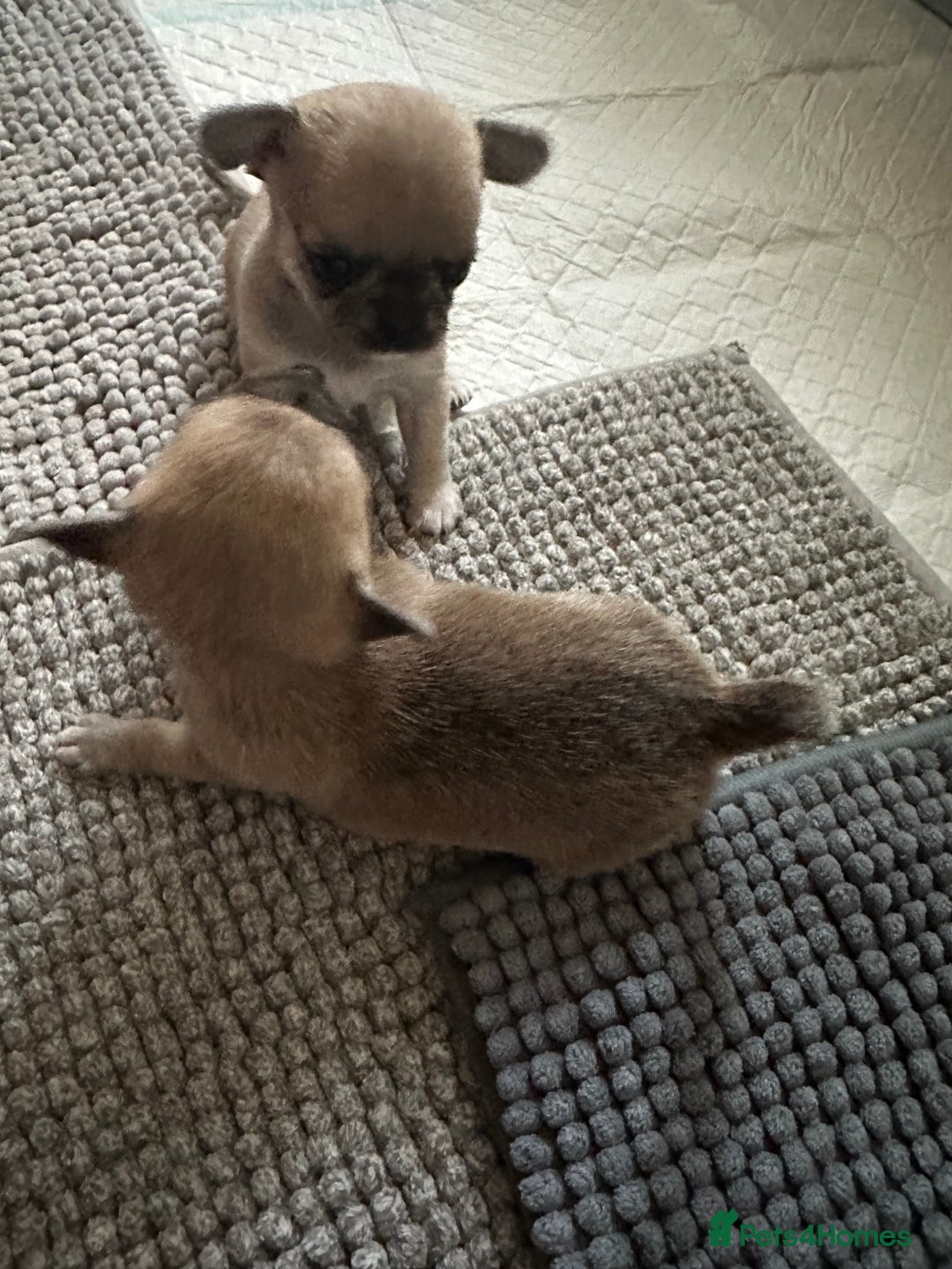 Chihuahua dogs for sale: Beautiful Chihuahua puppies. Two girls left  - Advert 12