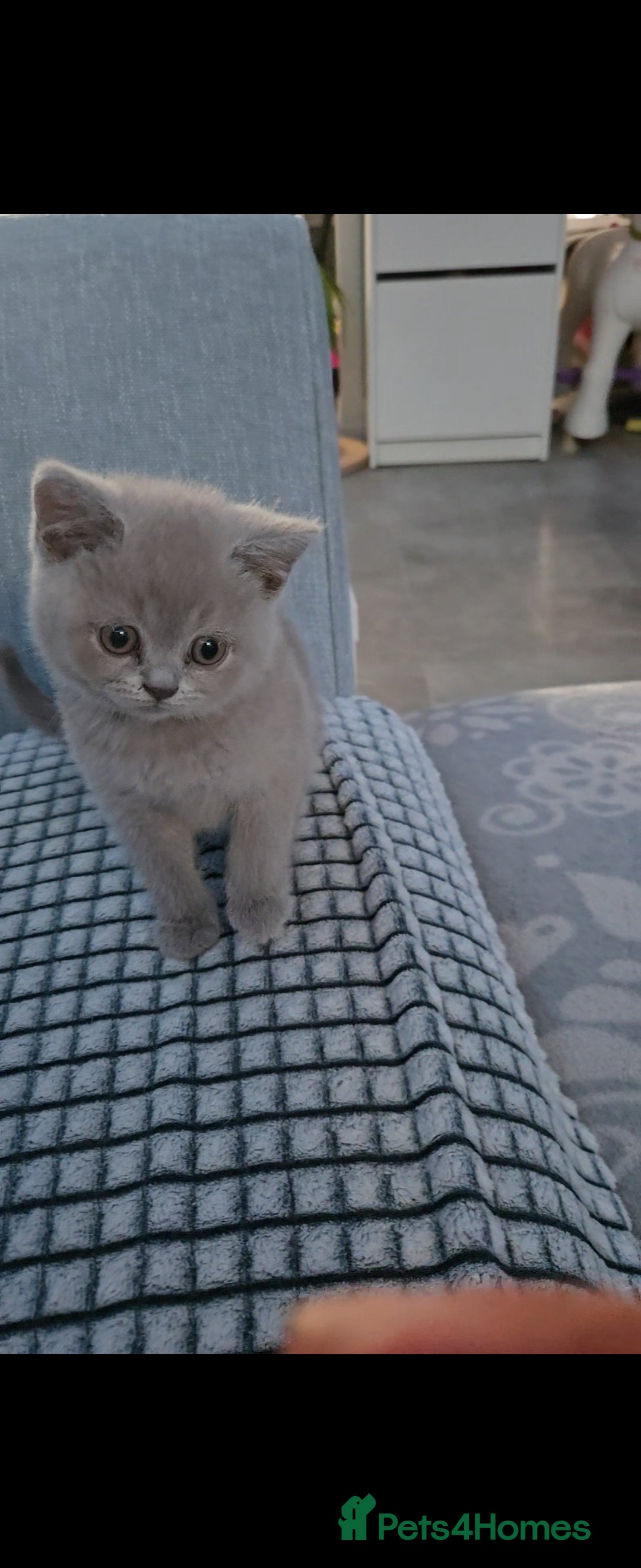 British Shorthair cats British short hair kittens only one boy left  - Advert 7