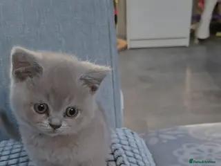 British Shorthair cats British short hair kittens only one boy left - Advert 7