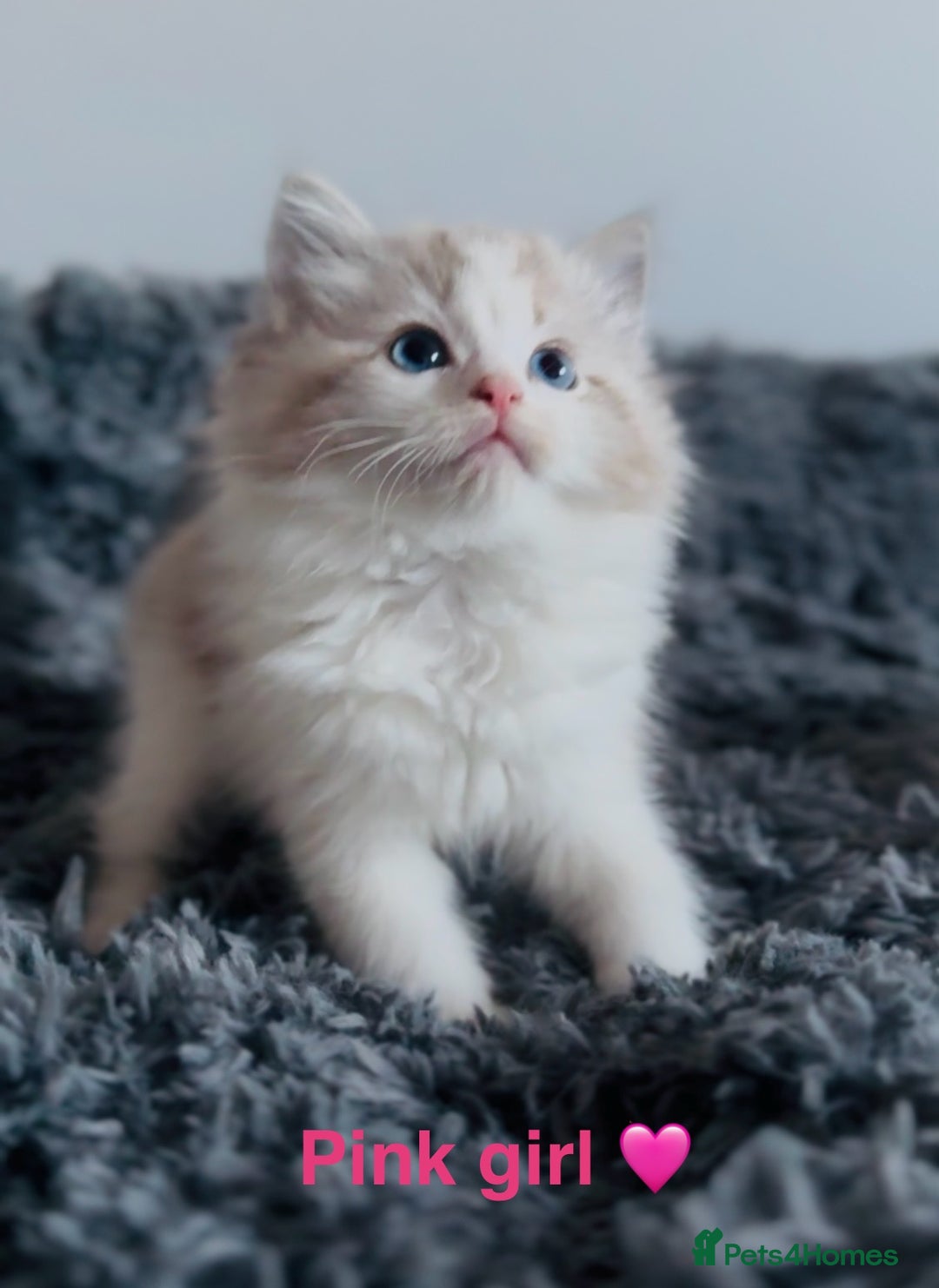 Ragdoll cats for sale: 🩷🐾Tica full Pedigree🐾EU Ragdoll 🐱🐾DNA Clear - Advert 1