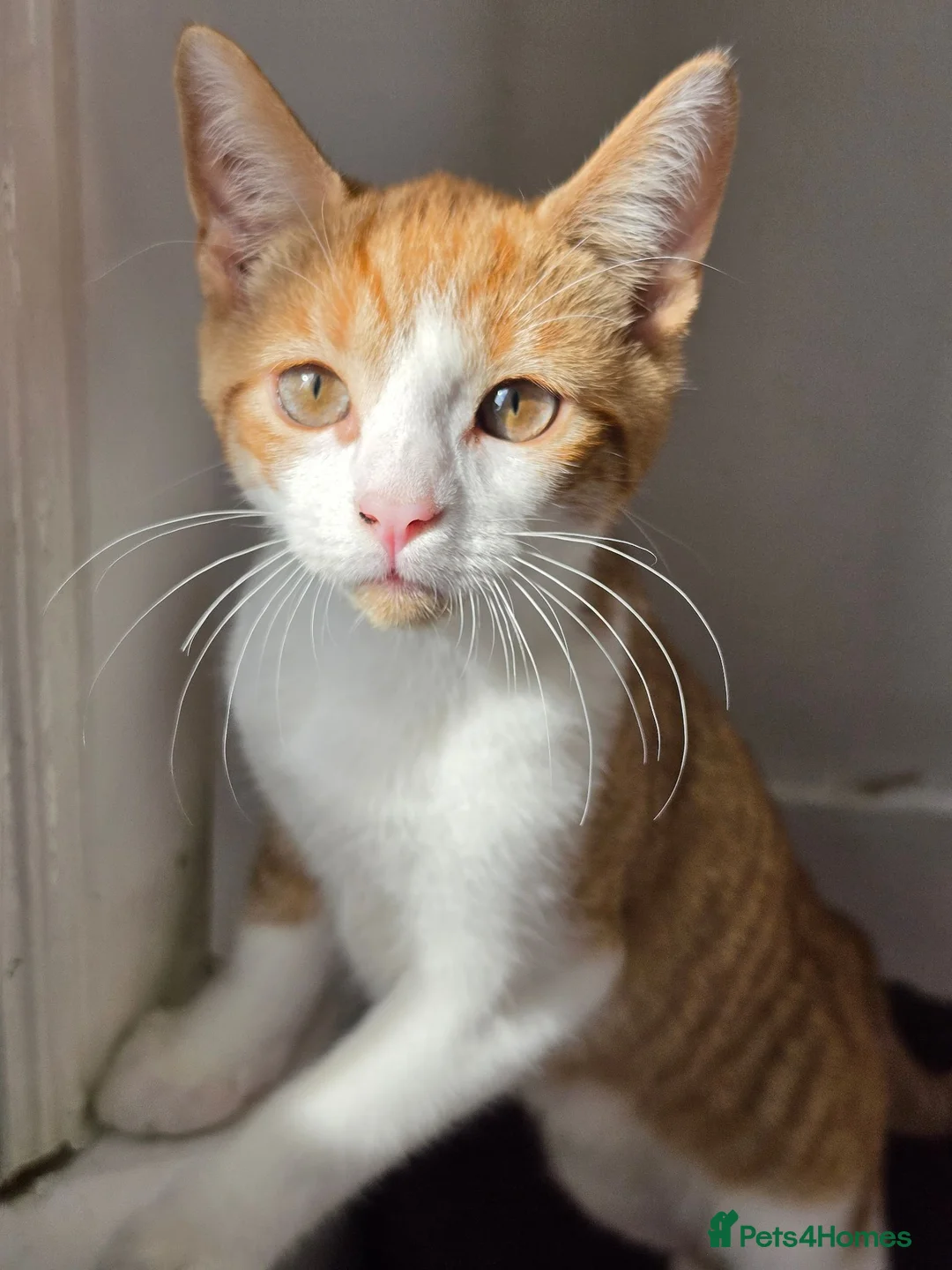 Mixed Breed cats for sale: These are exceptional kittens. - Advert 2