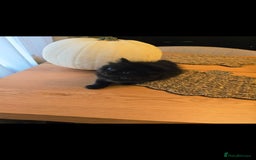 Mixed Breed cats for sale: Mixed black female kittens  - Image 8