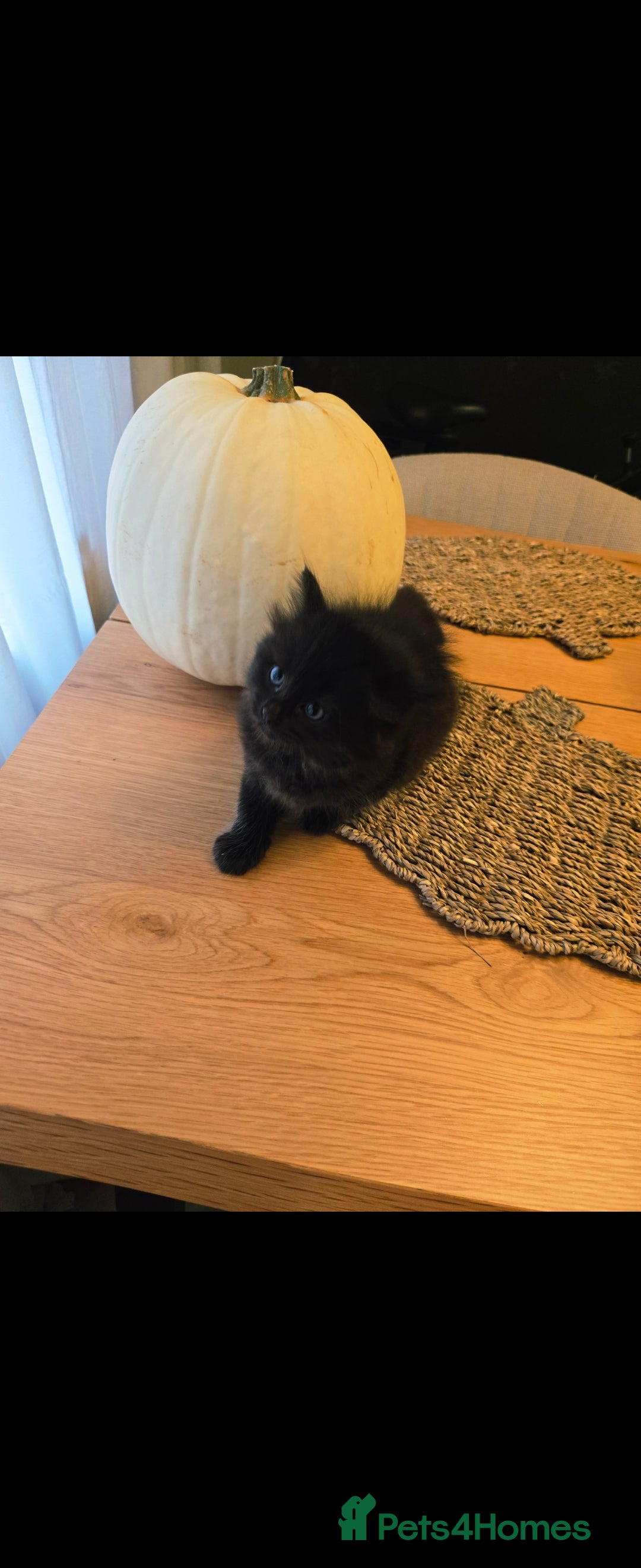 Mixed Breed cats for sale: Mixed black female kittens  - Image 8