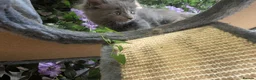 Maine Coon cats for sale: Stunning Maine Coon Kittens in Hastings - Advert 5