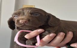 Cocker Spaniel dogs for sale: KC Pedigree Working Cocker Spaniel Puppies - Image 4