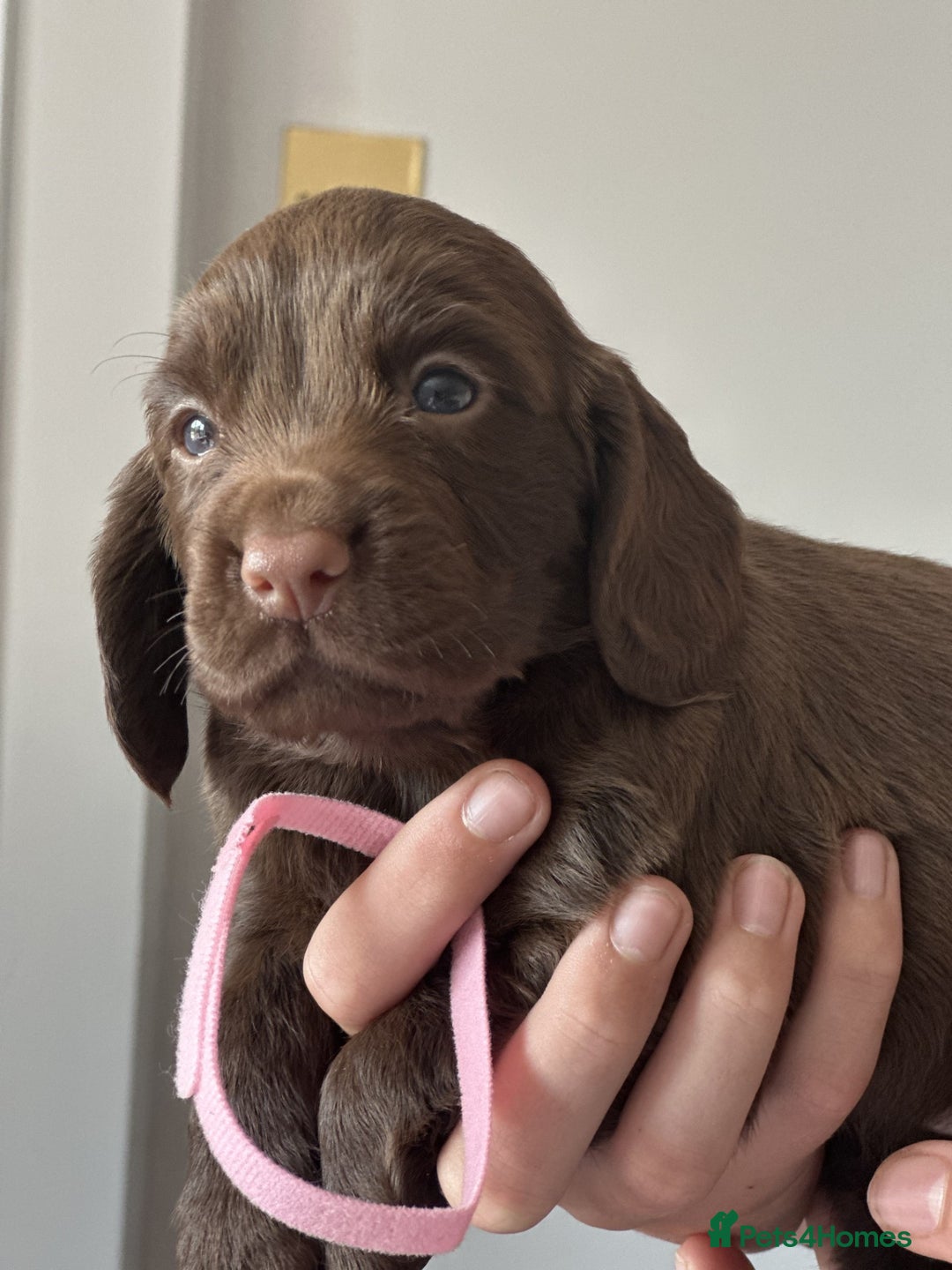 Cocker Spaniel dogs for sale: KC Pedigree Working Cocker Spaniel Puppies - Image 4
