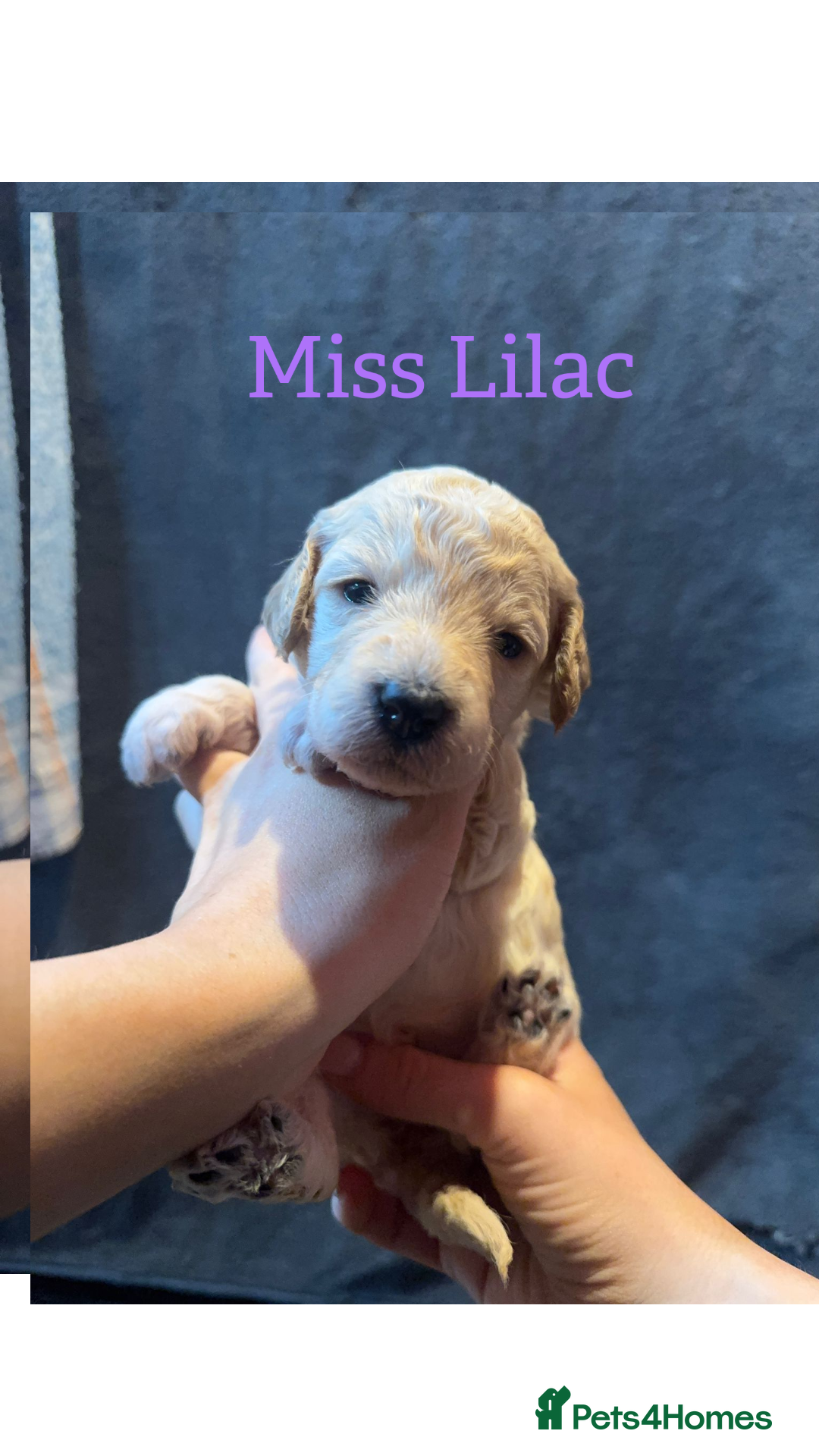 Australian Labradoodle dogs for sale: Extensively health tested Austrailian Labradoodles - Advert 5