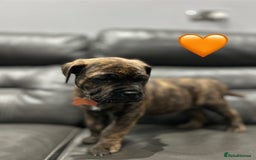 Cane Corso dogs for sale: Chunky Cane Corso Cross Pups – Ready Next Week! - Image 13