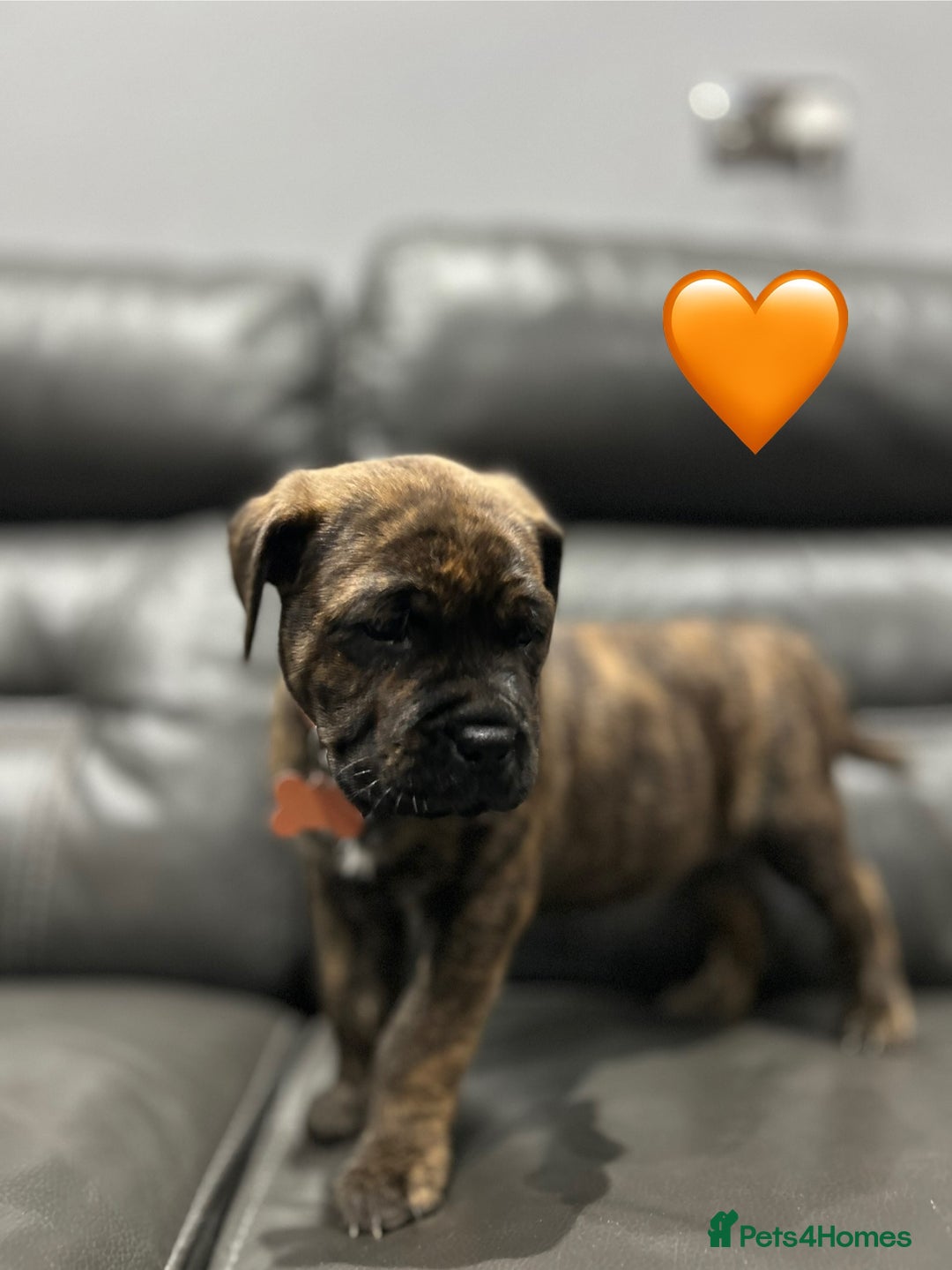 Cane Corso dogs for sale: Chunky Cane Corso Cross Pups – Ready Next Week! - Image 13