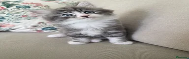 Mixed Breed Kitten 2