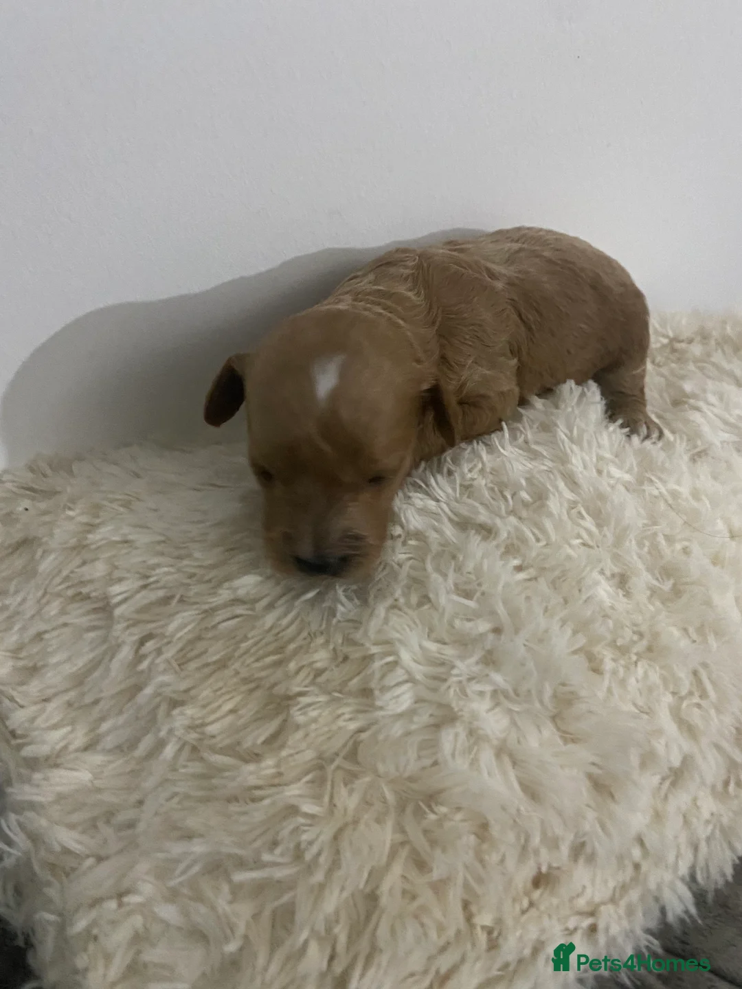 Cockapoo dogs for sale: Toy Poodle Cross Puppies, Mum & Dad Seen, London - Advert 8