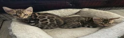 Bengal cats for sale: 2 Lovely TICA registered Bengal Kittens - Advert 6