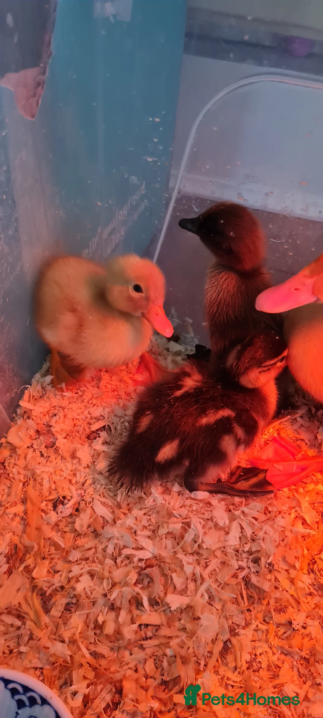 Ducks poultry for sale: Ducklings for sale, mix of ages and breeds - Advert 4