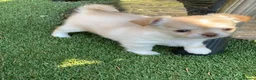 Chihuahua dogs for sale: 5* LICENSED. Gorgeous KC Chihuahua GIRLS - Advert 17
