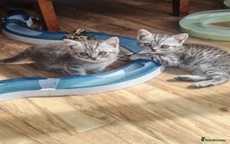 British Shorthair cats for sale: Pedigree British Shorthair kittens - Image 1