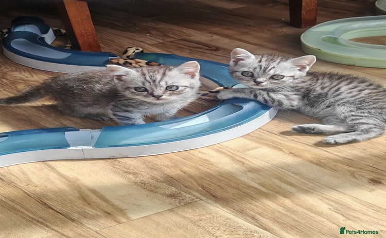 British Shorthair cats - Advert 15
