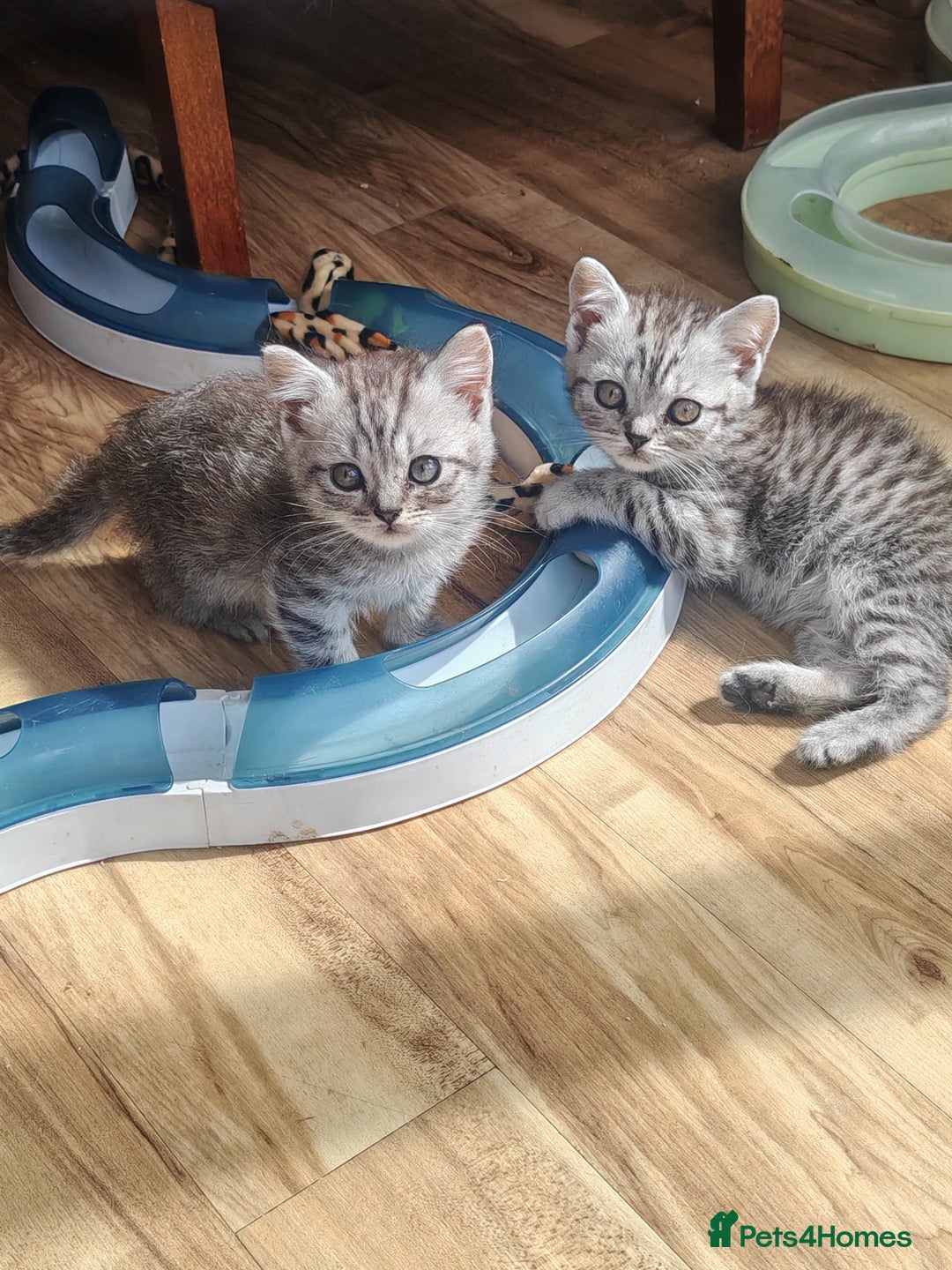 British Shorthair cats for sale: Pedigree British Shorthair kittens - Image 1