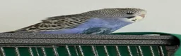 Budgerigars birds for sale: 7 week old purple boy budgies  - Advert 13